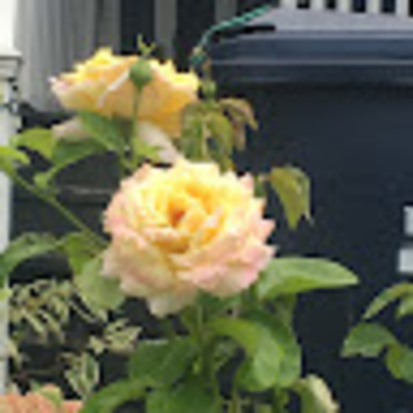 Meet your Posher, Beatrice - Picture 1 of 1